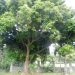 Blackie Mango Tree